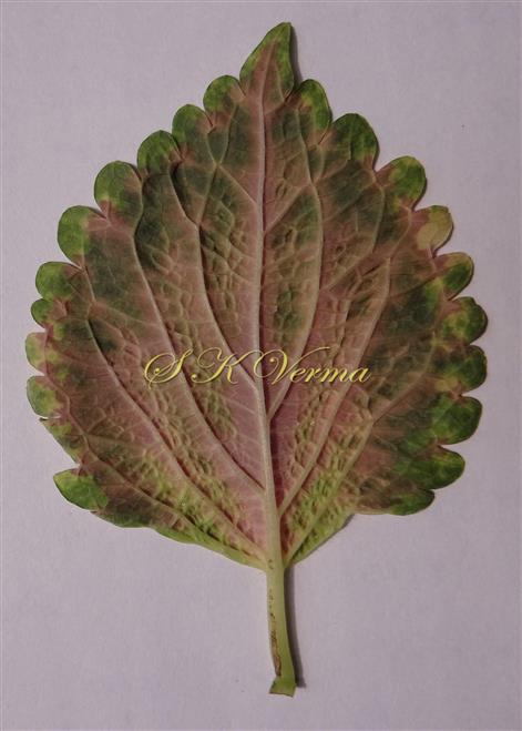 Leaf (Abaxial View)
